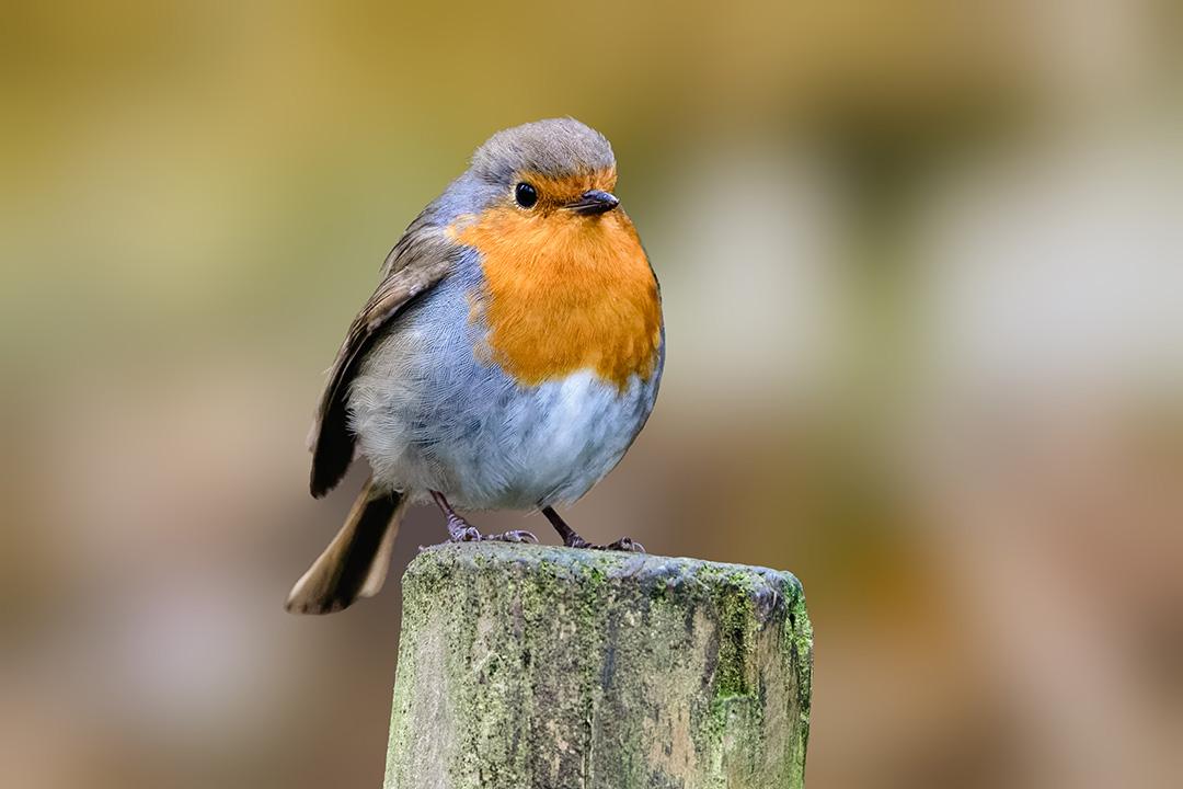 Macro photo of Robin on a small stool coppice